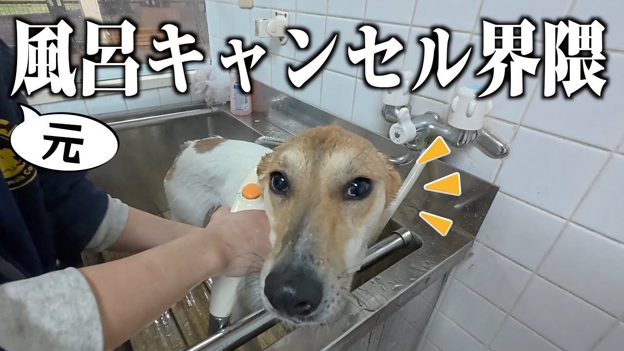 リサとガスパール 背中開き Tシャツ 《ひょっこり》 小型犬