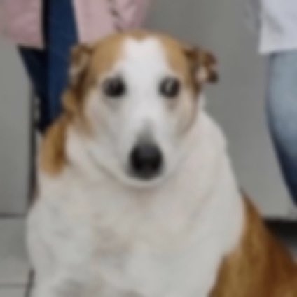 lolitaamarx's tweet image. amores eu sou contra qualquer curso superior EAD