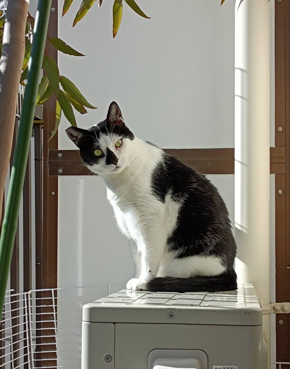 はちまる はちまる (@ub25930) / Posts / X