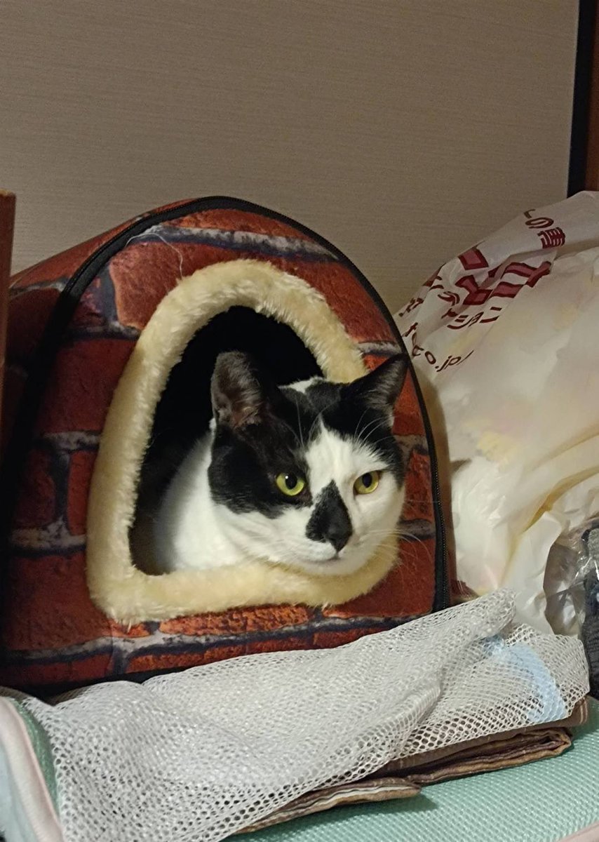 はちまる はちまる (@ub25930) / Posts / X