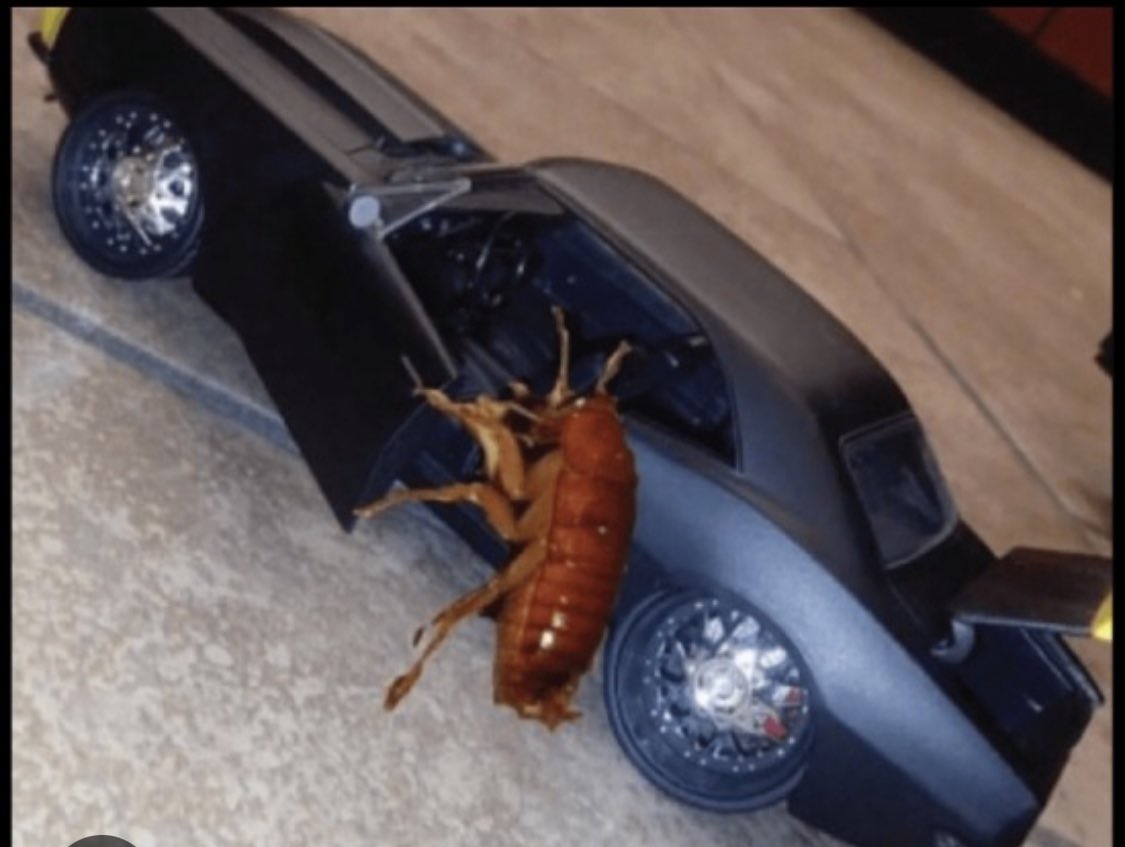 asmongoldsroach's tweet photo. Roachie is buying a roach themed car at 1000 subs. #roachgod 🪳 https://t.co/OAxf5Wp0jy
