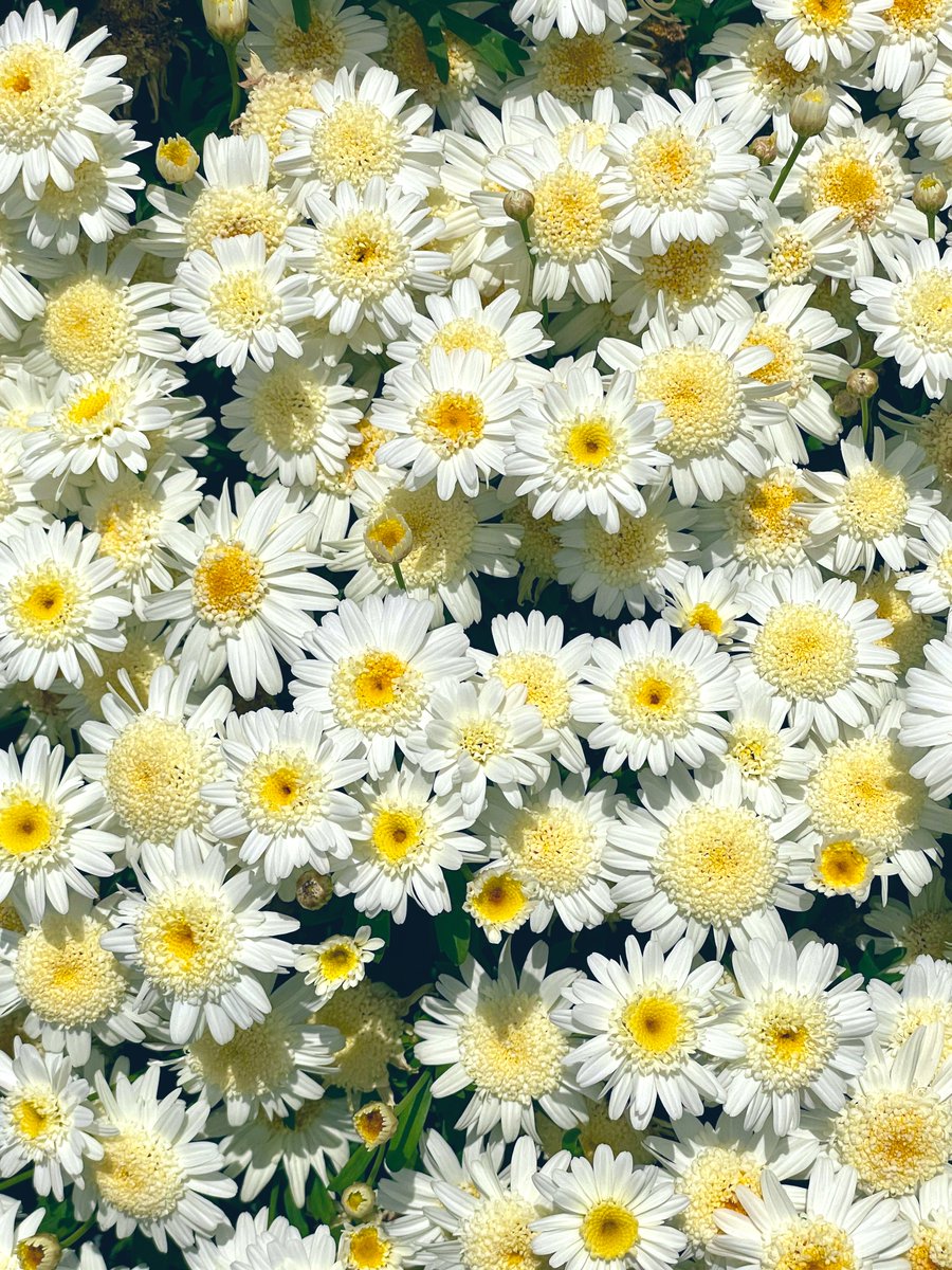 💐ウォーキングで出会ったお花 💐

綺麗ですね！
白が眩しいマーガレットです。

白のマーガレットの花言葉💐
『誠実』、『信頼』、『心に秘めた愛』

いつもお花な感謝🙏ありがとう💝

#木春菊 #マーガレット #花写真