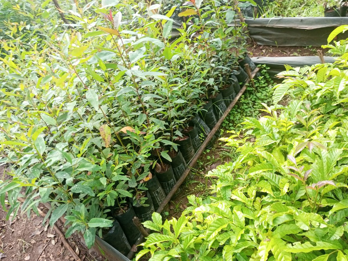 DaviOmondi's tweet image. 20th May 2025 marks a major milestone for @yfga_kenya  as we officially launched our 200,000-tree planting campaign at Kipkabus Forest, Elgeyo Marakwet County. 📷 This initiative reflects our unwavering commitment to environmental restoration &amp;amp; climate resilience.