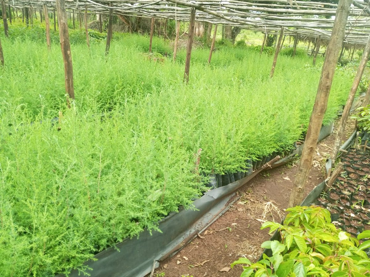 DaviOmondi's tweet image. 20th May 2025 marks a major milestone for @yfga_kenya  as we officially launched our 200,000-tree planting campaign at Kipkabus Forest, Elgeyo Marakwet County. 📷 This initiative reflects our unwavering commitment to environmental restoration &amp;amp; climate resilience.