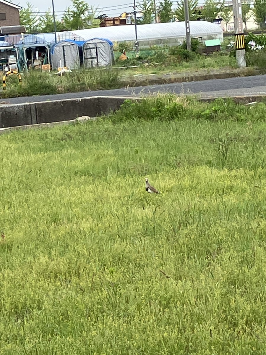 子供の頃は居なくてこの２０年ほど前から見かける渡り鳥がアプリのおかげで種類が判った。
「ケリ」と言う鳥でした。検索のために写真撮ったらこちらも観られていた。家の中からコッソリ撮ったのに！