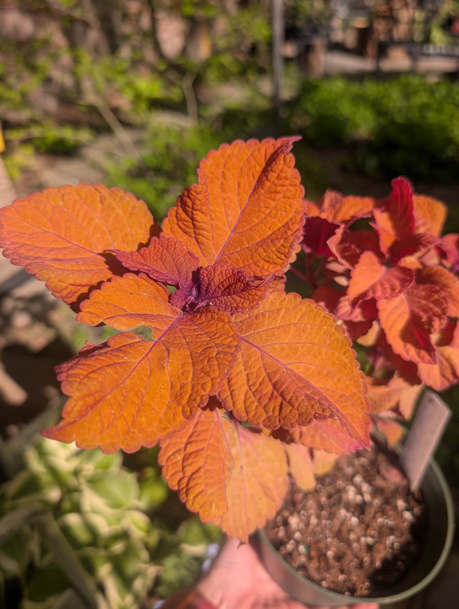 PTHort's tweet image. Just a small sampling... 🌱🌱🌱

Come support community gardens by shopping at our plant fair. THIS SATURDAY ONLY!!! 10-12 noon @ Roncy United Church.