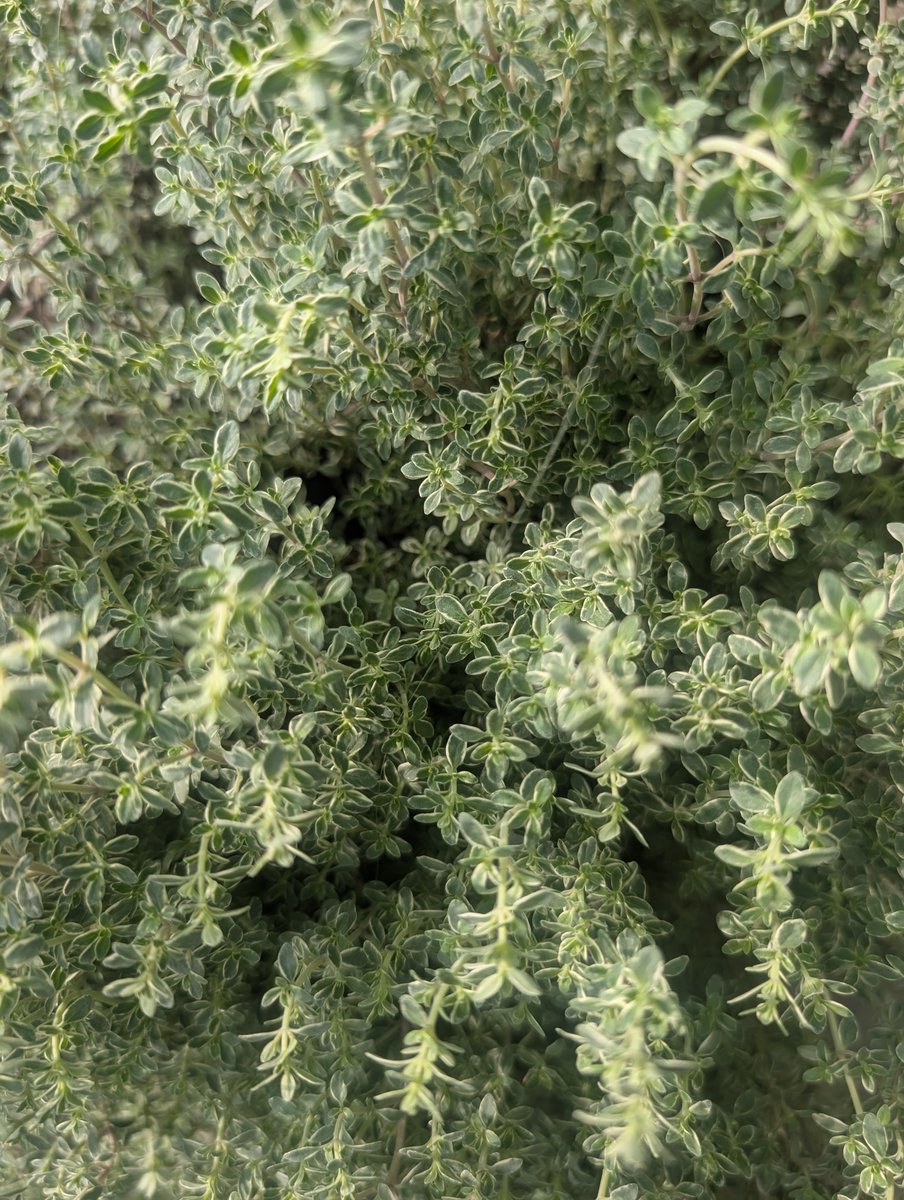 PTHort's tweet image. Just a small sampling... 🌱🌱🌱

Come support community gardens by shopping at our plant fair. THIS SATURDAY ONLY!!! 10-12 noon @ Roncy United Church.