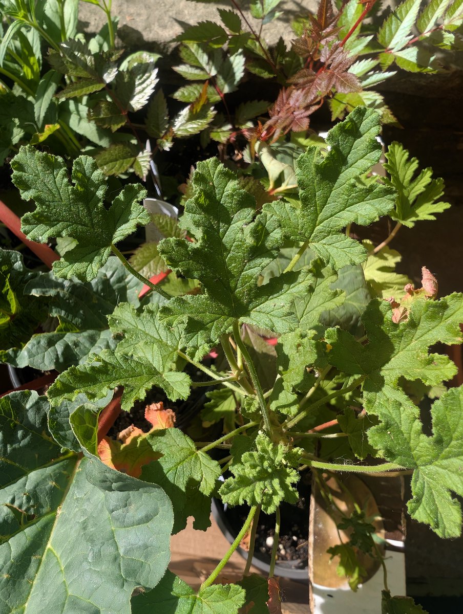 PTHort's tweet image. Just a small sampling... 🌱🌱🌱

Come support community gardens by shopping at our plant fair. THIS SATURDAY ONLY!!! 10-12 noon @ Roncy United Church.