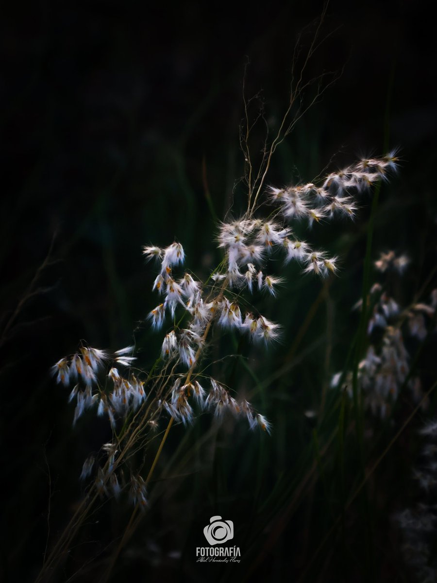 Reverdecí en tus manos
Brotaron flores de mi alma
Una vez más, brillaron mis ojos
Y hay canciones en mi boca ...

#fotografia <a href="/500px/">500px</a>