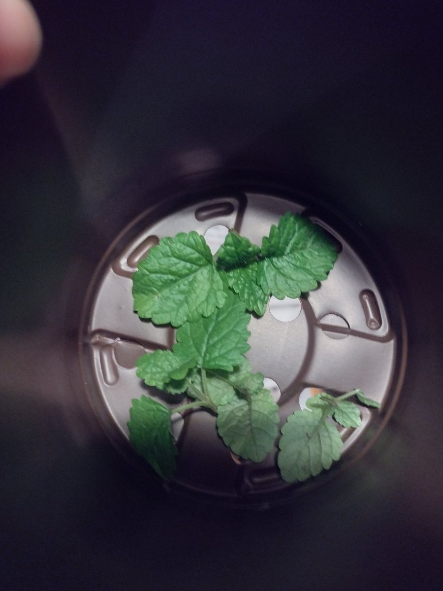 Empress_Hedley's tweet photo. I have successfully harvested Peppermint and Lemon Balm leaves for the first time 😊 the lemon balm tastes and smells amazing!! Also there is now a banana pepper growing!!!
#gardening #peppermint #lemonbalm #bananapepper #garden https://t.co/op0WcDkqbY