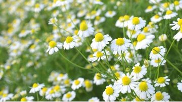 Machiko_FX's tweet photo. おはようございます😊

5月22日　本日の誕生花🌸は

カモミール「癒し」

歓びと節度と平穏は、
医者にたいして
扉を閉ざす。
―ローガウ（詩人）

「心がきれいになる365日誕生花と名言」より

いつもリポスト、いいね
ありがとうございます！！ https://t.co/f65pWFe8kS