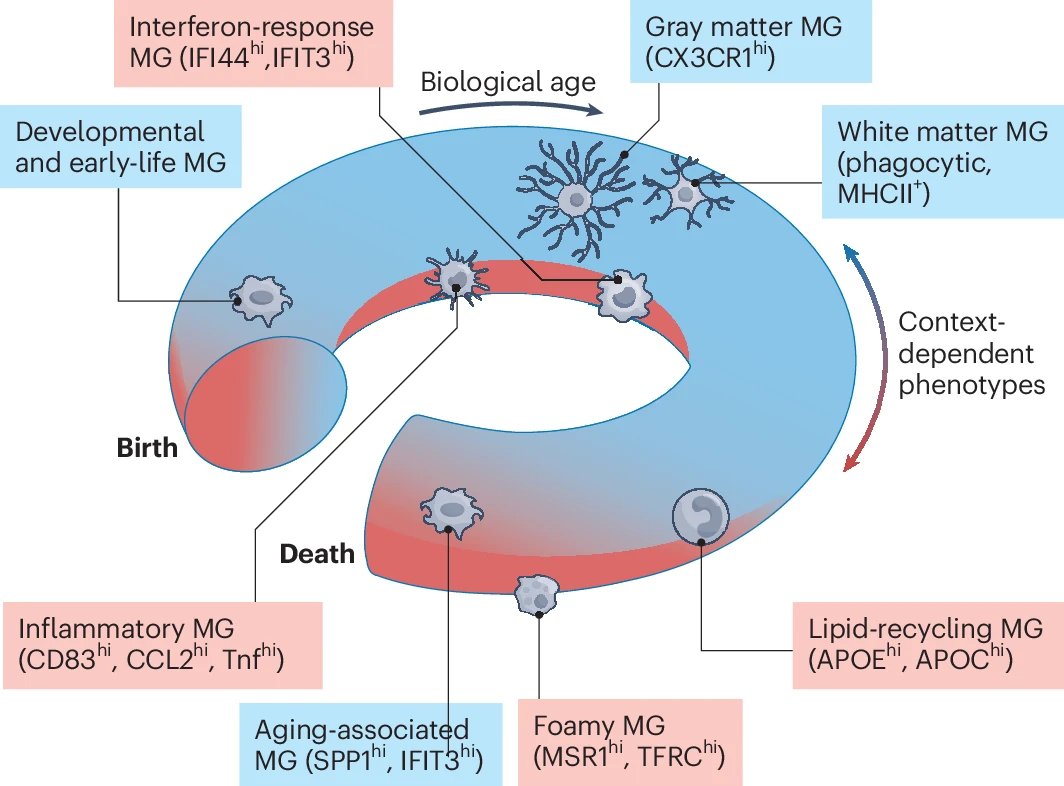 DailyHealthcareAI (@aipulserx) on Twitter photo Rethinking Microglia Classification: A Continuous Spectrum or Discrete Subtypes?<a href="/NatureNeuro/">Nature Neuroscience</a>
"A dynamic and multimodal framework to define microglial states"
• How can we reconcile the proliferation of purportedly distinct microglial subtypes identified through single-cell Rethinking Microglia Classification: A Continuous Spectrum or Discrete Subtypes?<a href="/NatureNeuro/">Nature Neuroscience</a>
"A dynamic and multimodal framework to define microglial states"
• How can we reconcile the proliferation of purportedly distinct microglial subtypes identified through single-cell