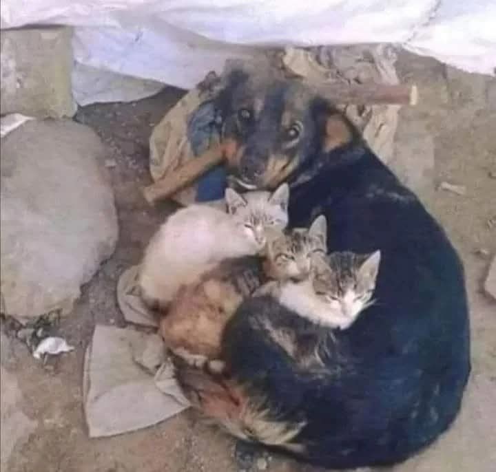 Sokağında bir köpek
gördügünüzde;
Belediyeden  önce
"VİCDANINIZI" arayın...