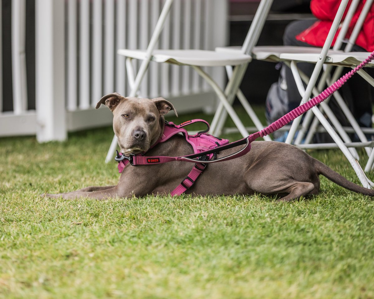 LA Times Festival of Books (@latimesfob) on Twitter photo We love ❤️ our Festival furry friends! 😍🥰 Thank you for warming our hearts and celebrating our 30th birthday with us this year! 📕 🐕 🐶
#Doggo photos by <a href="/varonp/">Varon Panganiban</a> <a href="/ImagesByPablo/">Pablo Cabrera</a> We love ❤️ our Festival furry friends! 😍🥰 Thank you for warming our hearts and celebrating our 30th birthday with us this year! 📕 🐕 🐶
#Doggo photos by <a href="/varonp/">Varon Panganiban</a> <a href="/ImagesByPablo/">Pablo Cabrera</a>