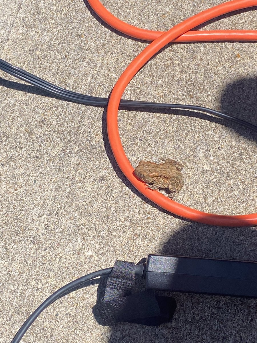 Hailey Acklin Music tweet media