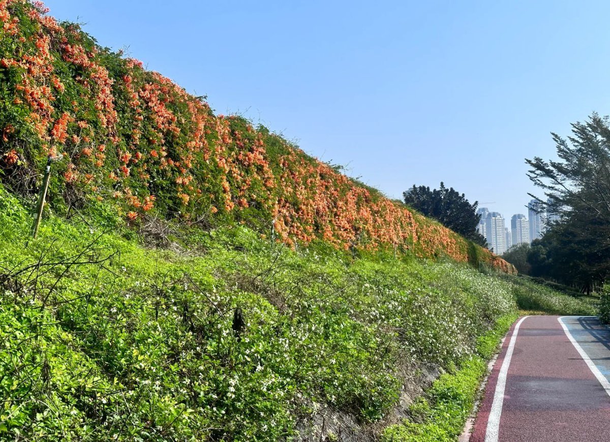 dsgnbb's tweet image. 🌸彩る自然に囲まれて🌸  
「オレンジ色の花々が心を暖かく包み込む🌺。緑と空のコントラストが平和を感じさせる日🌿。」