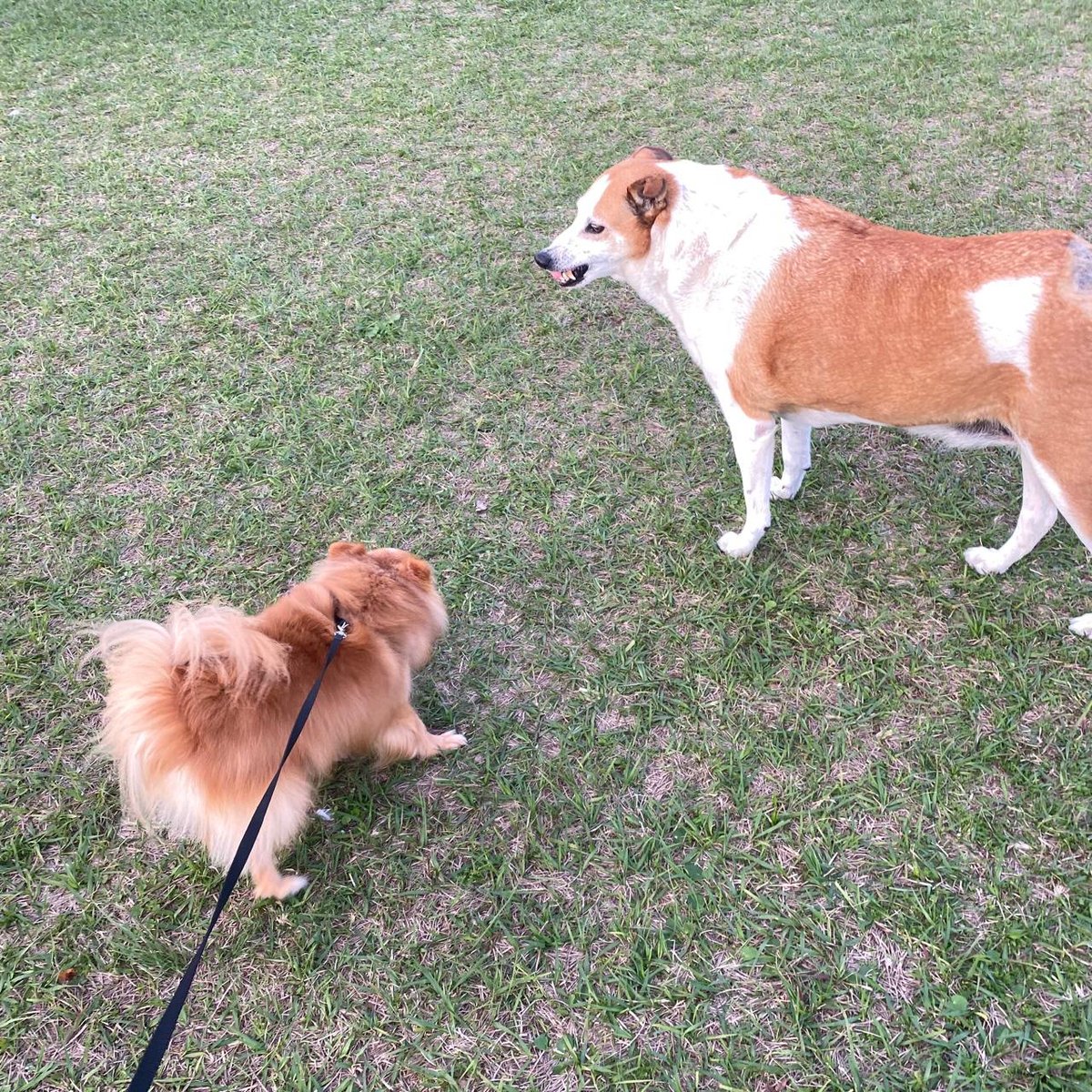 eu quis apresentar o pompeu pro silveira e quase deu briga 

(culpo 100% meu cachorro)