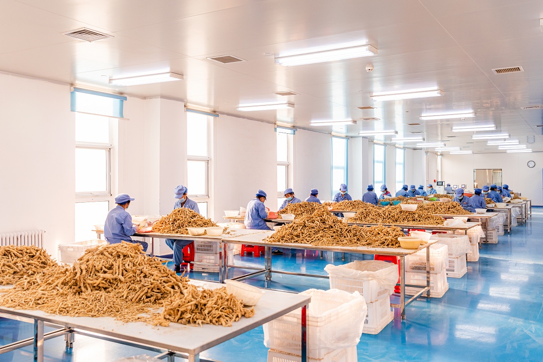 JilinChina's tweet image. Changbai Mountain's #ginseng now makes up 40% of global output, and it's winning hearts in #HongKong.

As exports grow and innovation expands, #Jilin welcomes deeper partnerships. Click here to learn more. bit.ly/3GZUgo3 #MadeInJilin #trade