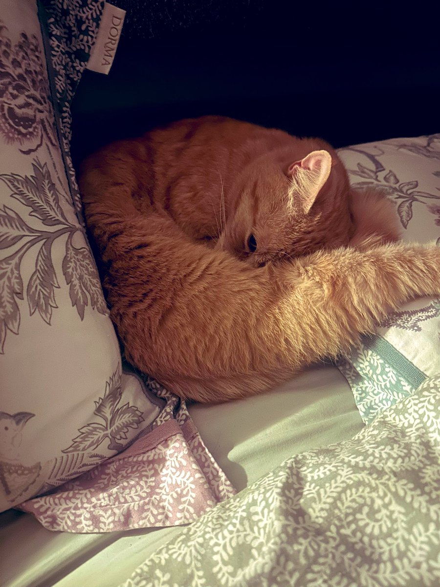 Happy #WhiskersWednesday (well half a set 😹😹).  Here I am commanding bald bed province giving the bald 👨‍🦲 one the side eye to make sure he slopes off to the huffy bed.  See ya baldy 😹😹 #CatsOfX