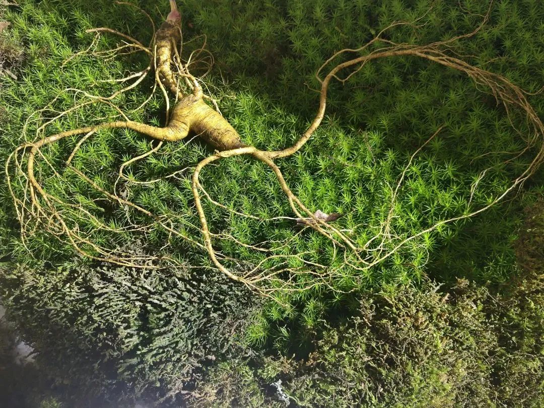 JilinChina's tweet image. Changbai Mountain's #ginseng now makes up 40% of global output, and it's winning hearts in #HongKong.

As exports grow and innovation expands, #Jilin welcomes deeper partnerships. Click here to learn more. bit.ly/3GZUgo3 #MadeInJilin #trade