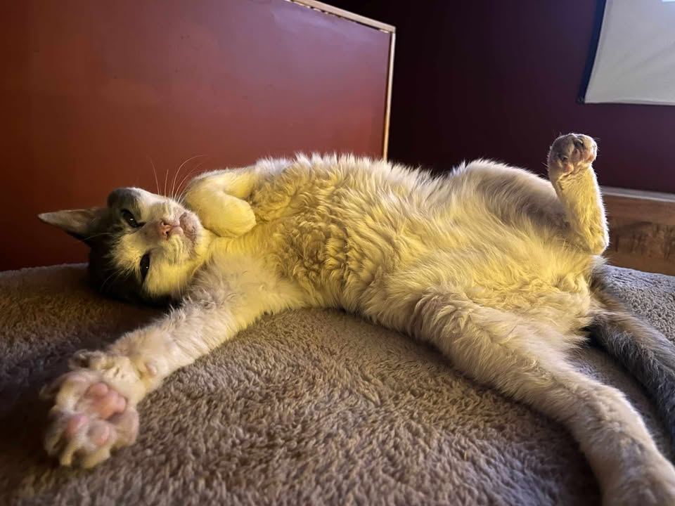 GoudenMandKat's tweet image. Lieve Casper (12 jaar), chronische tandvleesontsteking, zijn tanden worden binnenkort nog getrokken, zodat de ontstekingen overgaan. 
adopteereendier.be/katten/98313/c…
E-mail: Trappelpootjes@huppeldepup-vzw.be
Tel: 0468 12 94 84
Locatie: Humbeek, België
#kat #katten