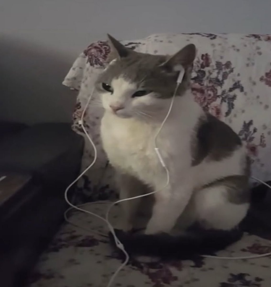 gatos fazendo gatices tweet media