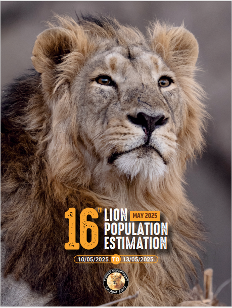Abhi_scribe_'s tweet photo. Massive news for wildlife enthusiasts! Gujarat's Gir forest is now home to a staggering 891 Asiatic Lions, up from 674 in the last count. The Lion Population Estimation 2025 Report shows a thriving pride: 130 males, 330 females, and 240 cubs! Incredible conservation success! https://t.co/xbOnDaHxrm