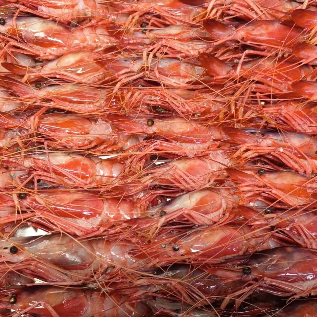 🦐 Pregunta (de nota) per als filòlegs de la classe: 
Si una gambada és una passa llarga, com definiríeu aquesta fotografia❓

😉 Com ho veus <a href="/optimotcat/">Optimot</a>? 

#Balandra #BalandraTGN