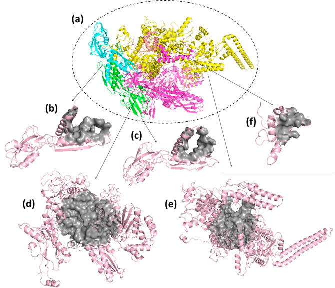Inhibiting the oligomerization of mycobacterial DNA-directed RNA polymerase (RNAP) using natural compound via in-silico techniques
sciencedirect.com/science/articl…
#Mycobacterium tuberculosis #DNA-Directed RNA polymerase #Docking #Steered MD simulation #Natural compounds