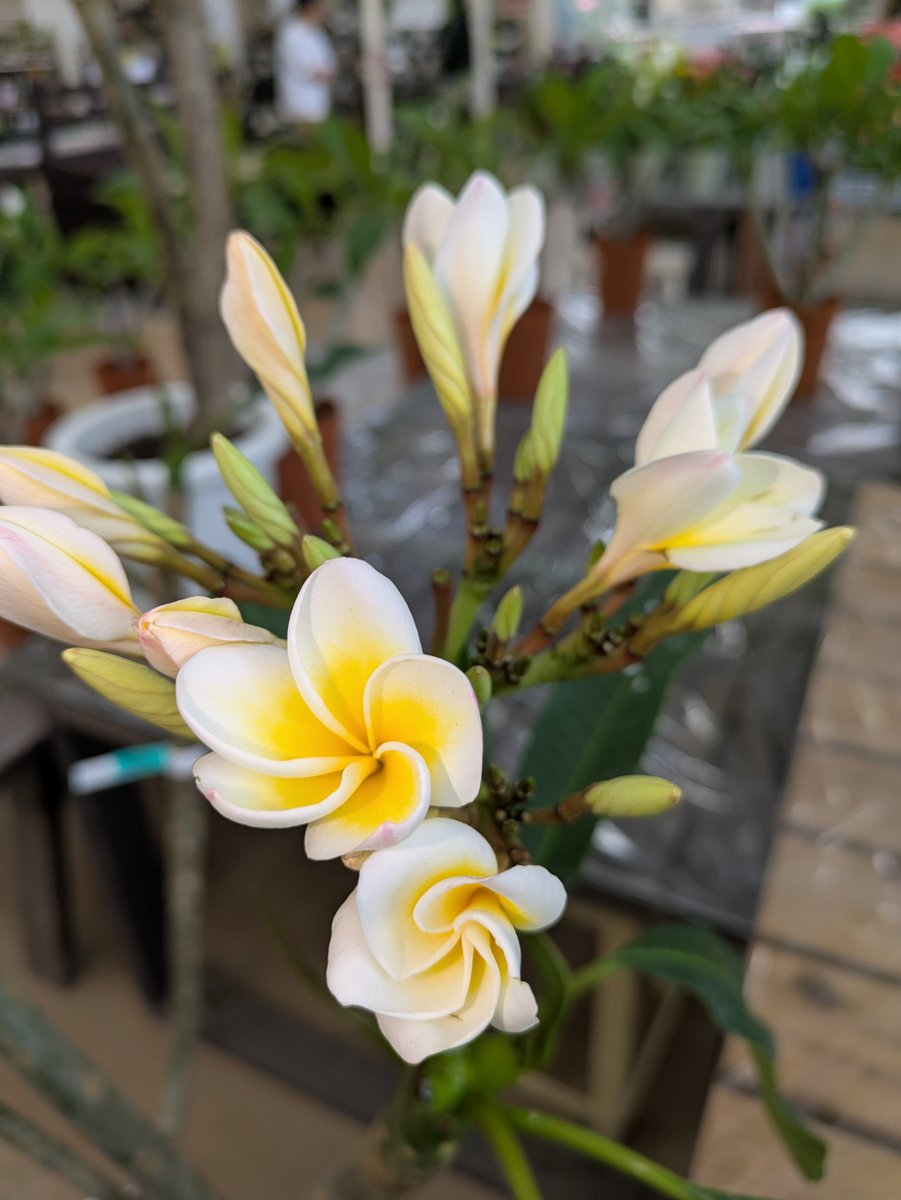 ガーデンセンター瑞穂店 】 ジメジメした('ω')気分も 南国のお花が