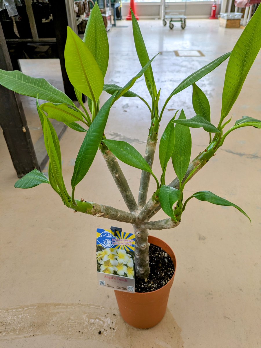 ガーデンセンター瑞穂店 】 ジメジメした('ω')気分も 南国のお花が