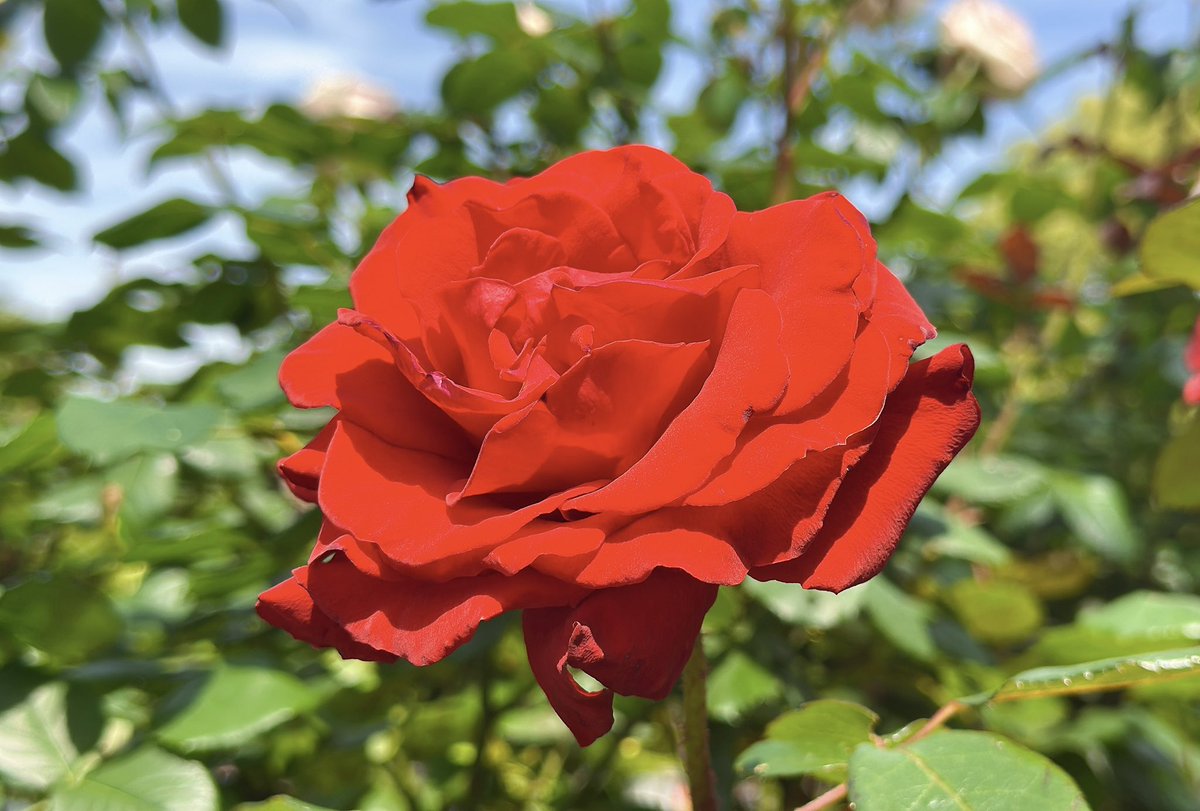 suzukotype's tweet photo. バラの季節🌹 https://t.co/IgQ0iHkxFL