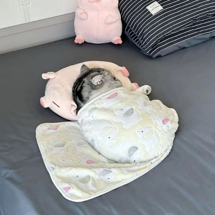 아기가 쓰던 담요 버리기 아까워서 고양이 줬대