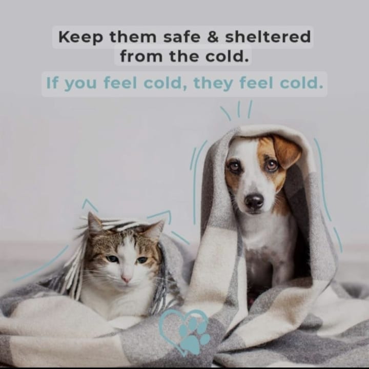 Dit word bitterlik koud van vannag af, maak seker jou diere het beskutting en minstens n kombers.