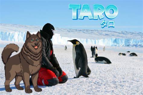 Taro_ERC's tweet image. What’s cooler than cool?
 Antarctica-surviving husky on-chain.
$TARO isn’t cold-blooded… he’s cold-barked.
#FreezingBull $COCORO #ethereum