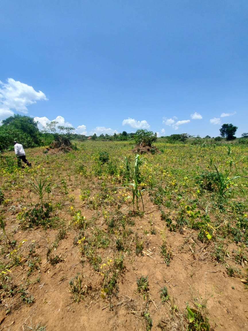 Exciting news ! Jolt Youth Initiative is starting a model farm in Busomba, Mpigi to train youth in smart farming. With guidance from the District Agri Officer, we’ll grow maize, beans &amp; more boosting skills, food security &amp; youth-led agribusiness! #YouthEmpowerment  #Agriculture