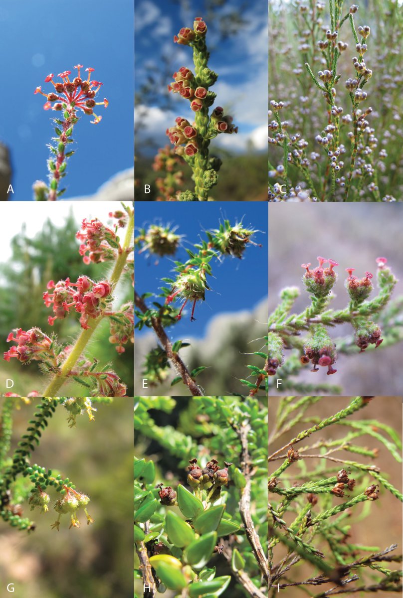 PhytoKeys's tweet image. The plant genus Erica has 35 recognised species in Madagascar. Their taxonomy, evolution, ecology, and local uses are reviewed in this paper to highlight research and conservation priorities.

🔗 doi.org/10.3897/phytok… 

#Ericaceae