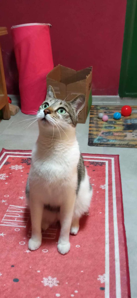 Mi ❤️ 

😍🥰❤️

#Alekhine