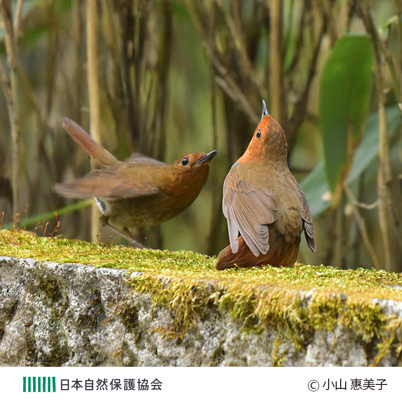 📷みんなで見つけた日本の自然📷

今週は、小山惠美子さん「2羽は仲良く!!」
（わぉ！な生きものフォトコンテストの応募作品より）

#自然観察
#写真好きな人と繋がりたい
#生き物好きな人と繋がりたい
#自然好きな人と繋がりたい
#生物多様性