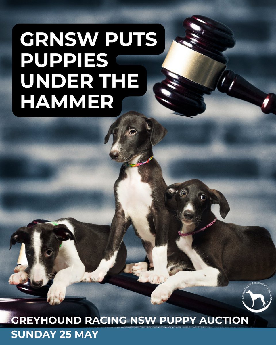 Coalition for the Protection of Greyhounds tweet media
