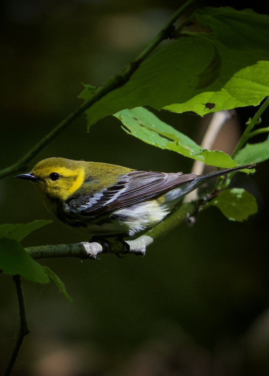 Johnny_200033's tweet photo. #BlackthroatedGreenWarbler early today at The Loch @CentralParkNYC #bordcpp https://t.co/bbyGbu2bVr