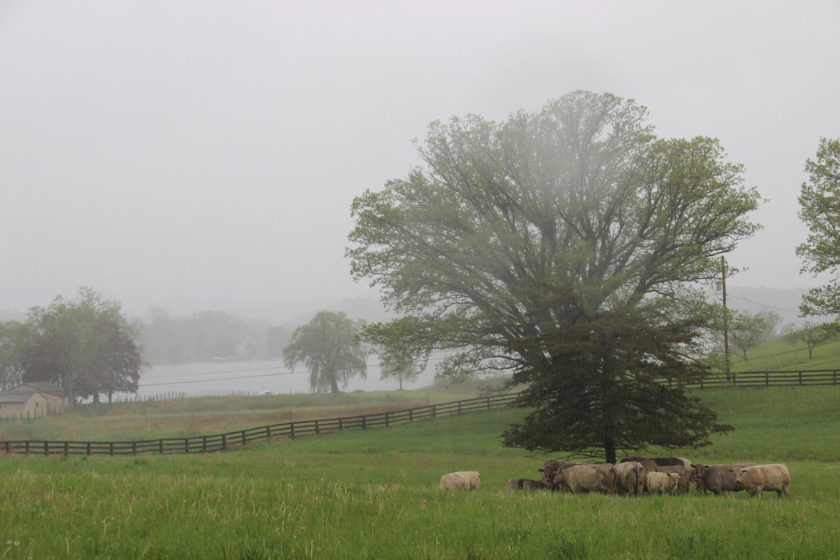 Animoshing tweet media