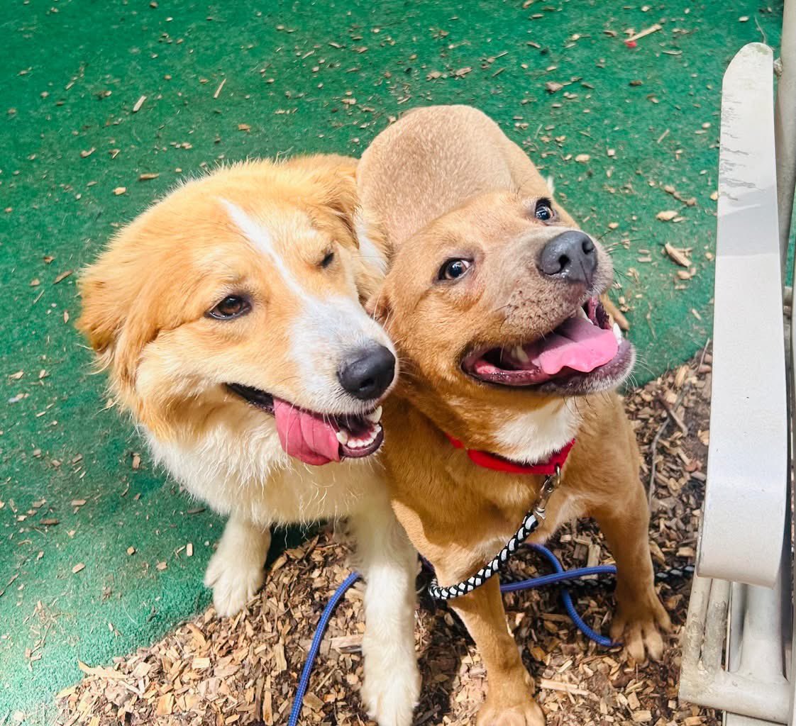 OPH_Rescue's tweet image. It’s National Rescue Dog Day! Show us your OPH pups! 📸🐕
Don’t have one? We can fix that! ophrescue.org/dogs 🐾🐶