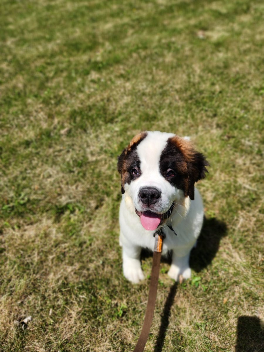 thefreckledfox_'s tweet photo. It's been a long time since I've posted to Twitter. Can't type everything from the past few years on here, but in the past 2 months, we got a new puppy. 

Say hi to Waylon 🥹 https://t.co/hxexuga1gP