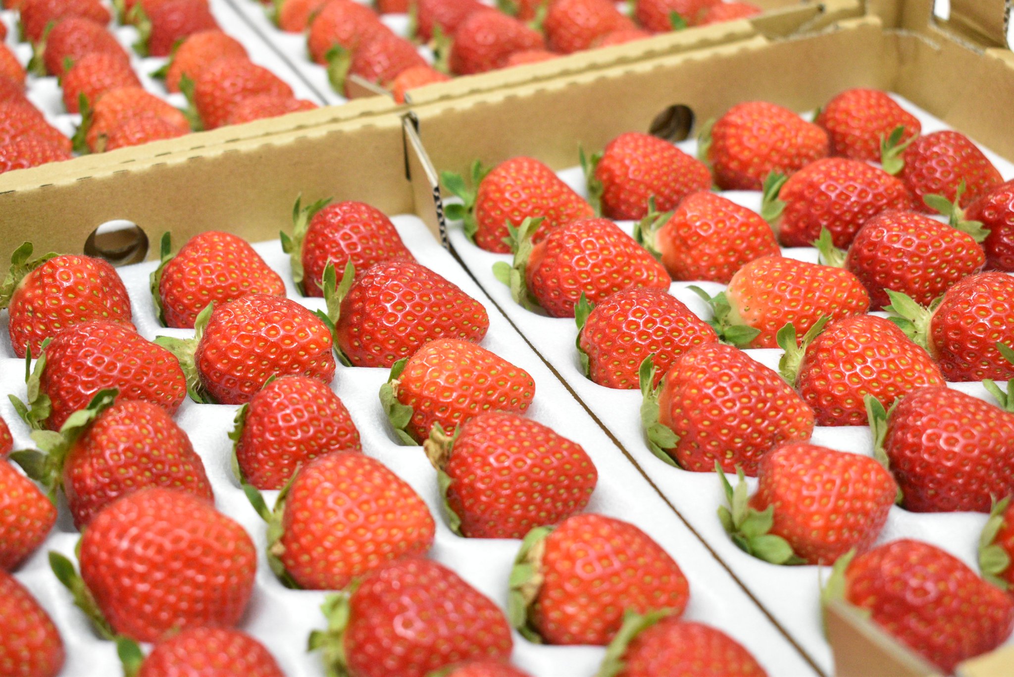 ＊いちご＊*5点 s_81dc8bd6-71ef-436e-8b58-