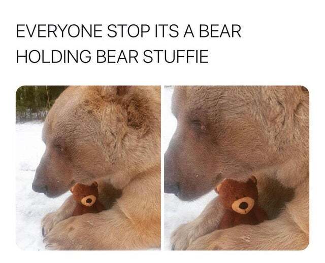 WholesomeMemes (@wholesomememe) on Twitter photo 