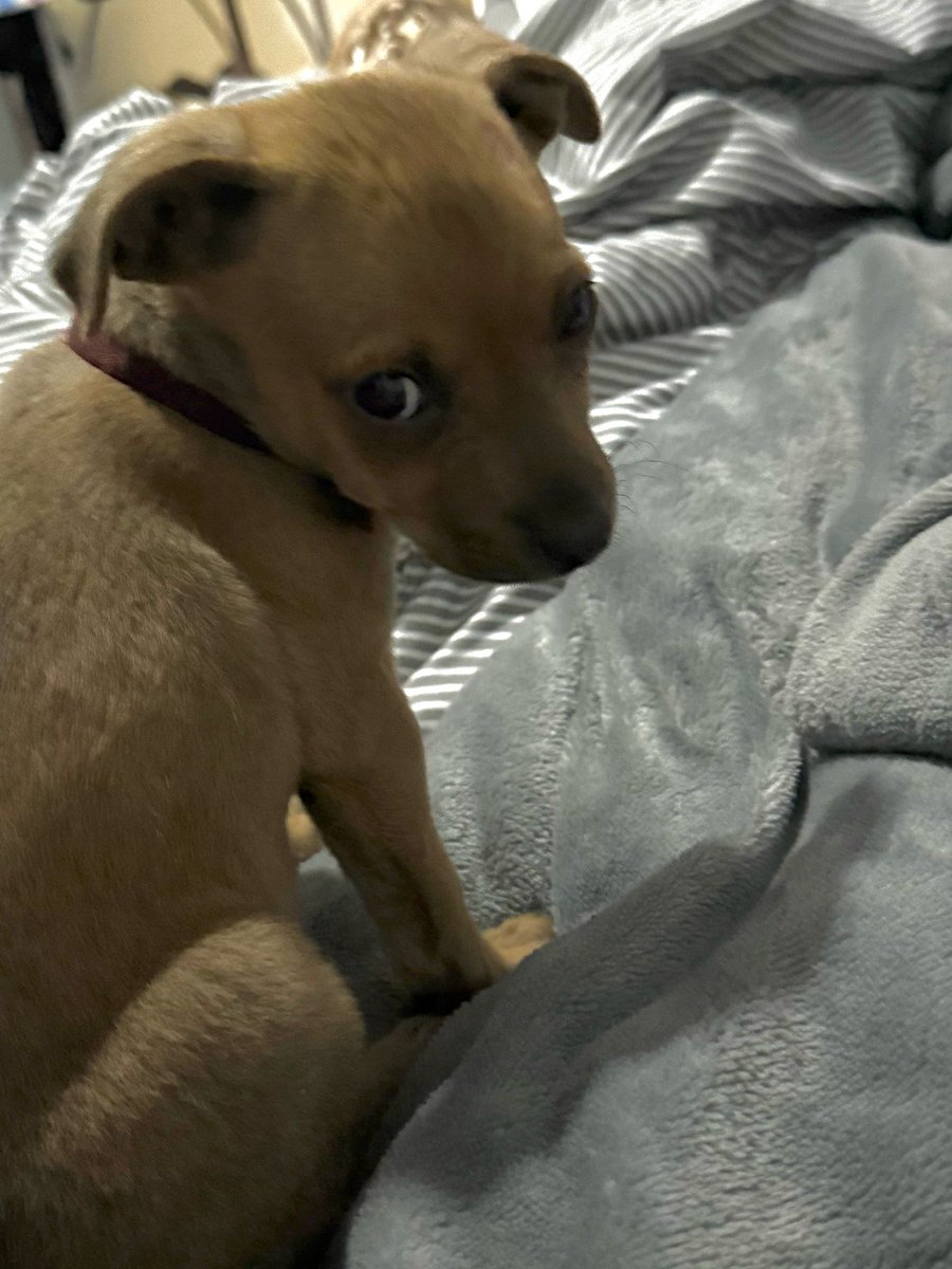 Moni_PS's tweet photo. Les presento a Nina
Llego el 13 de marzo 25
Adoptada
Rescatada de la central de abastos
Nina te amanos https://t.co/qqN9bfvOZP
