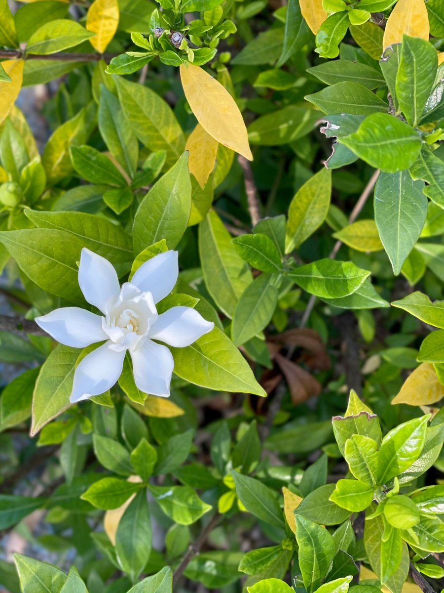クチナシの花は本当に美しいですみんなに一緒に見させます😁