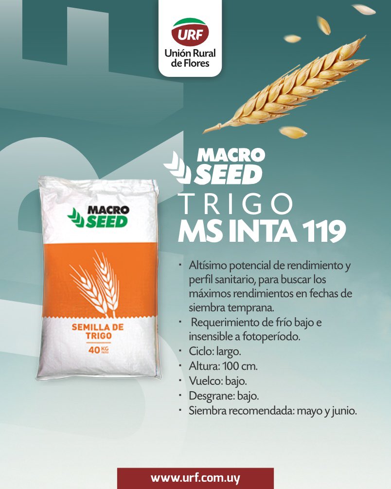 🌾𝗧𝗥𝗜𝗚𝗢 𝗠𝗦 𝗜𝗡𝗧𝗔 𝟭𝟭𝟵
Un material de alto rendimiento y excelente perfil sanitario, ideal para fechas de siembra temprana.
📍 Bajo requerimiento de frío, insensible a fotoperíodo y con bajo vuelco y desgrane.
Una gran opción para lograr el máximo potencial en mayo y