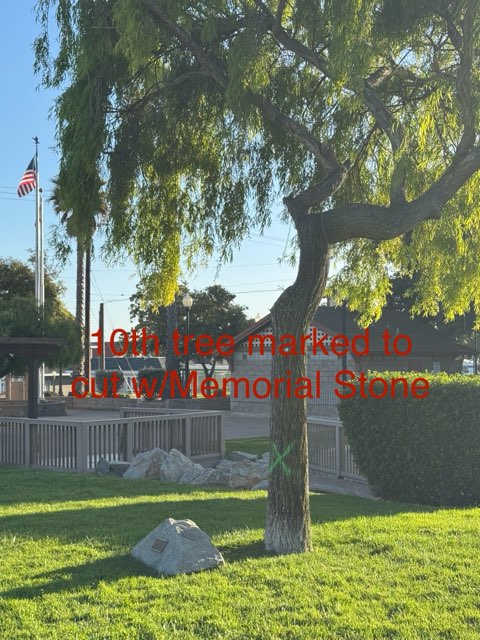 The sign as you enter town says, "Tree City USA." So why cut down 12 healthy mature trees in a park, two of which have memorial plaques? #GroverBeach #trees